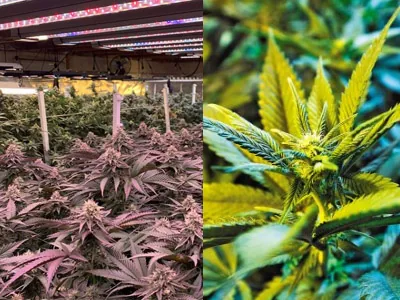 Which is better, LED grow lights or natural light?
