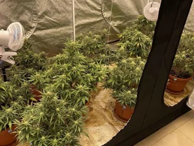 How to grow cannabis when space is at a premium