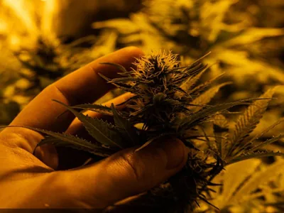 Growth of different plants under optimal light exposure time
