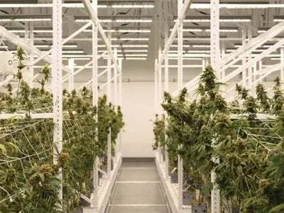Can LED grow lights really speed up the plant growth cycle?