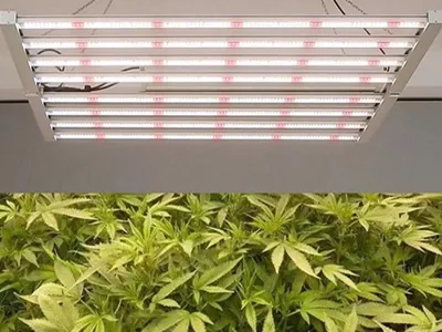Trend and innovations of LED grow light