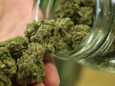 The duality of cannabis: Gender differences determine its multiple uses