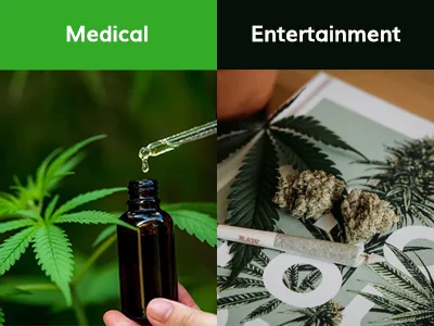 How to Choose Cannabis Seeds