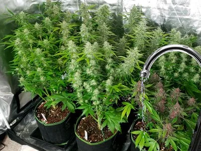 Is your cannabis wilting again? Don’t you know these watering tips?