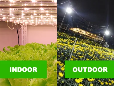How do grow lights make your vegetables fresher than outdoors?
