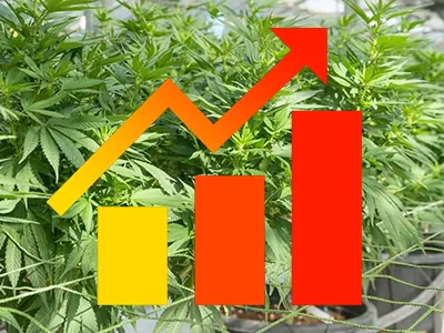 A trick to make your marijuana grow faster and produce more