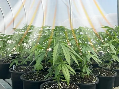 How to significantly increase production by optimizing air circulation