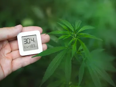 Don’t let temperature and humidity ruin your cannabis plants