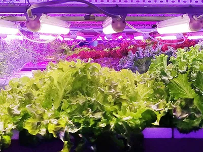 Don’t use the wrong light again! A must-read guide to grow lights for growing leafy vegetables in large areas