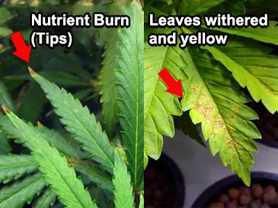 How to determine whether cannabis has a nutrient excess or deficiency?