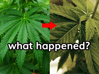 Marijuana plant yellow leaf crisis: disease, insect or bad mood？