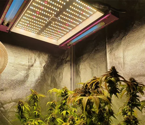 Indoor cultivation 