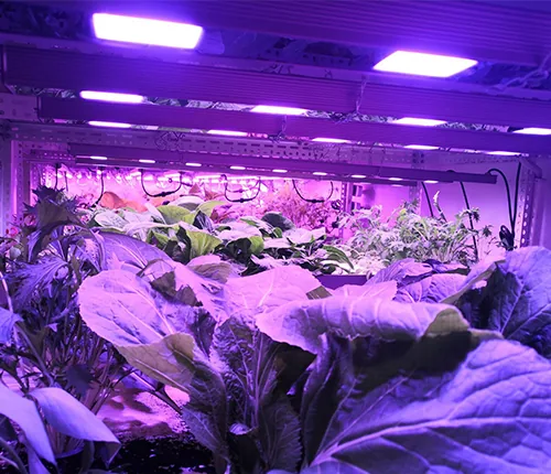 Leafy vegetable planting