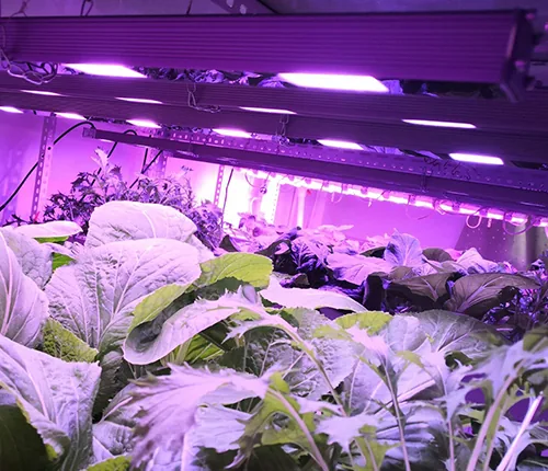 Home cultivation