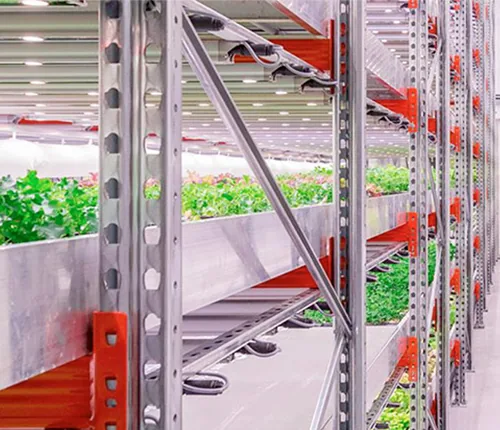 Leafy vegetable planting