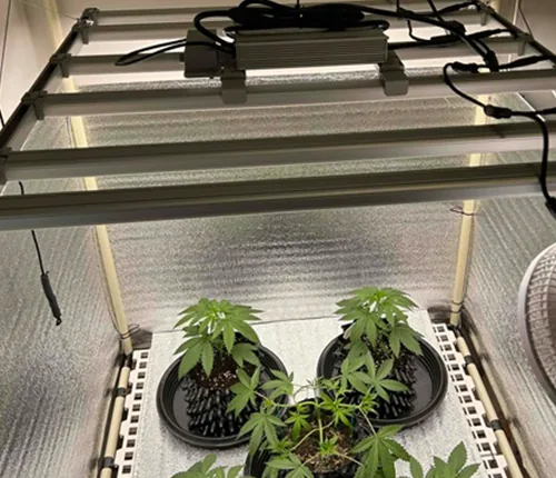 Indoor cultivation 