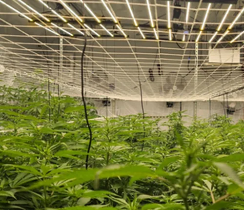 Commercial cultivation