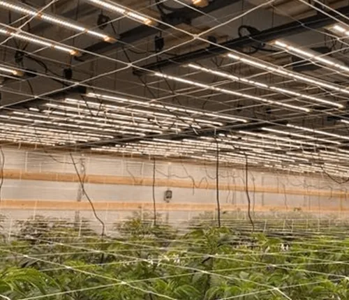 Cannabis cultivation