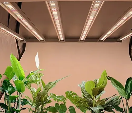 Indoor cultivation