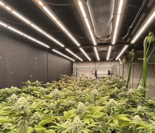Commercial cultivation