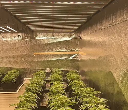 Commercial cultivation