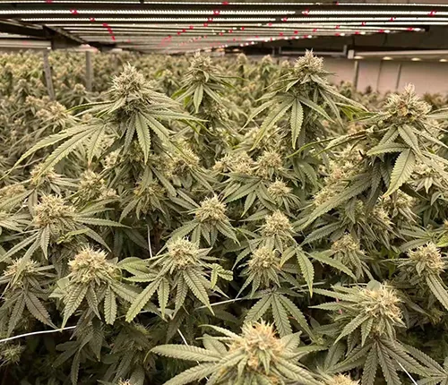 Cannabis cultivation
