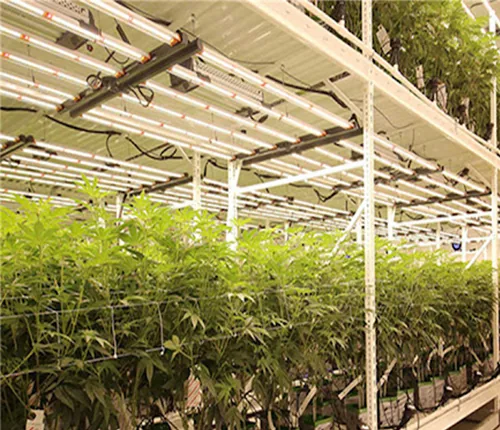 Vertical farming 