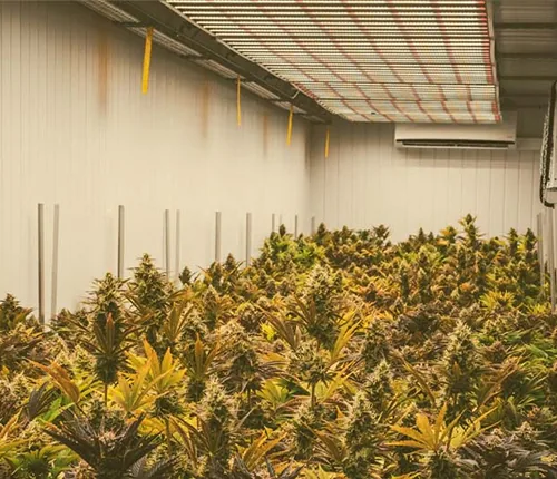 Cannabis cultivation