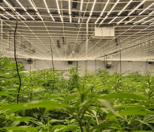 Indoor cultivation 