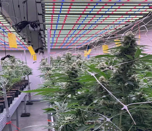 commercial cultivation