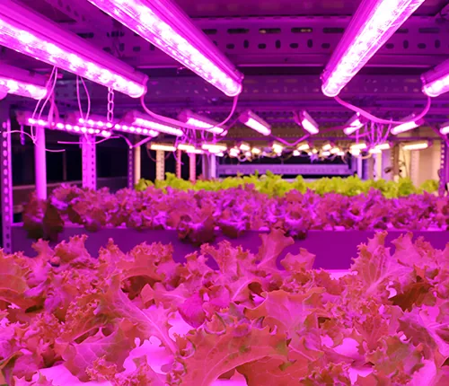 Leafy vegetable planting