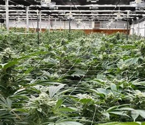 Cannabis cultivation