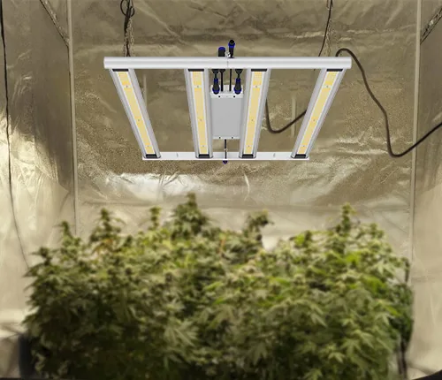 Indoor cultivation 