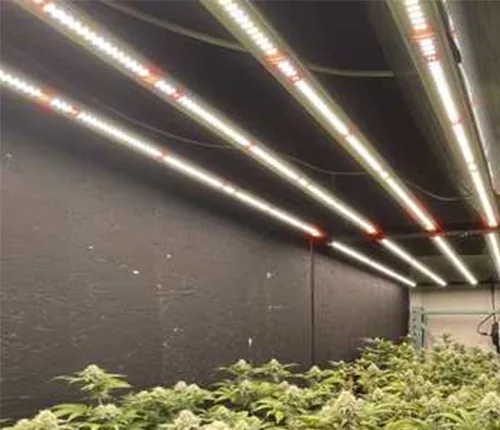 Greenhouse cultivation