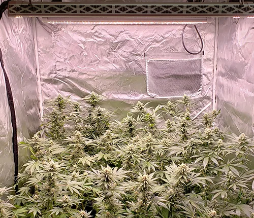 Tent planting