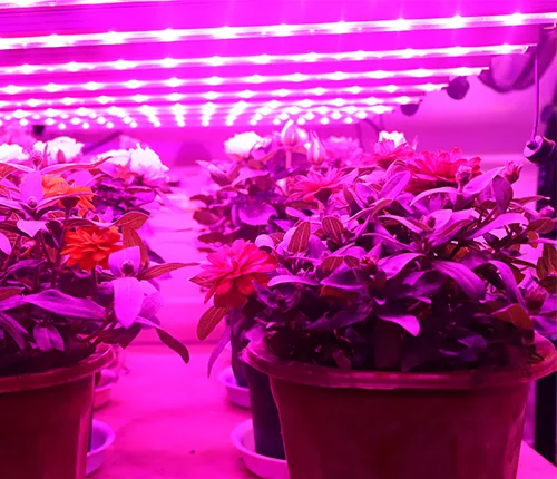 Leafy vegetable planting