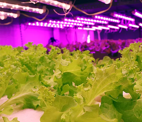 Tissue culture