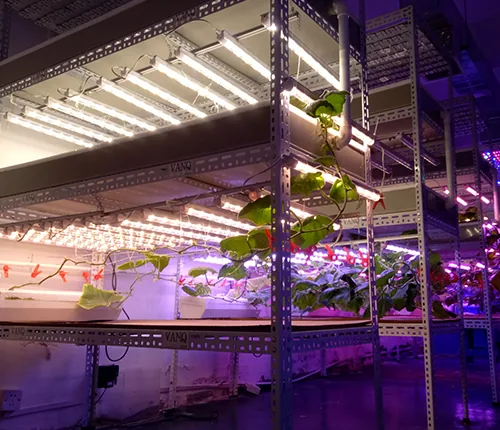 Indoor cultivation