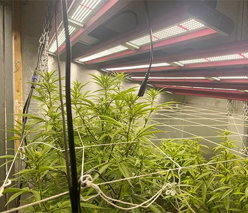 Cannabis cultivation