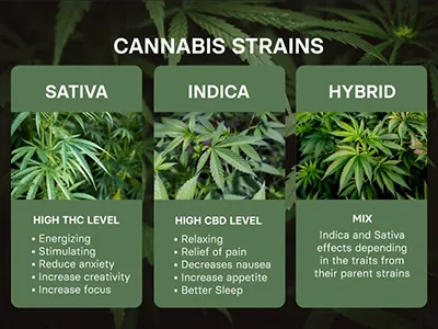 How to distinguish types of marijuana based on appearance?