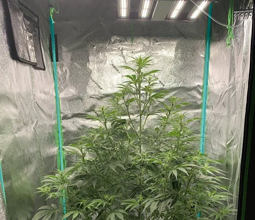 Indoor cultivation
