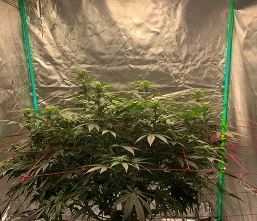 Tent planting