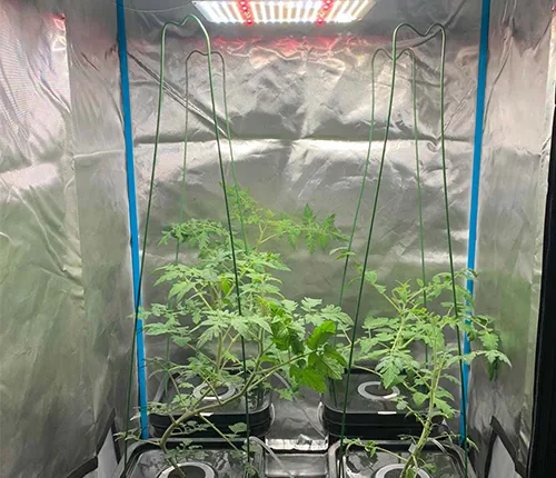 Cannabis cultivation