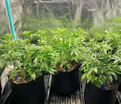 Cannabis cultivation