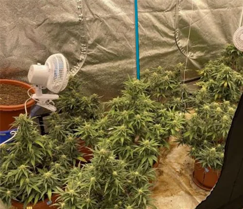 Indoor cultivation