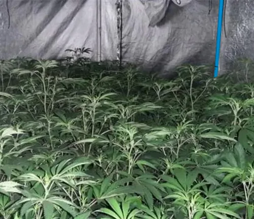 Indoor cultivation