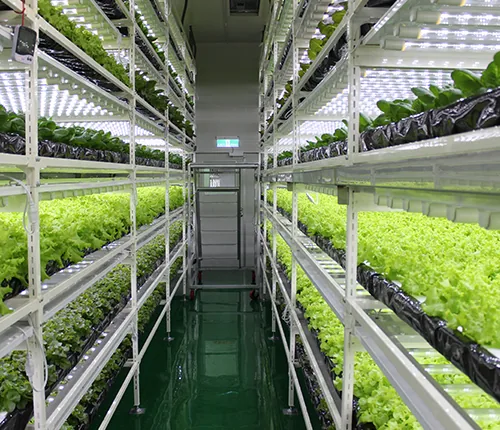 Vegetable planting