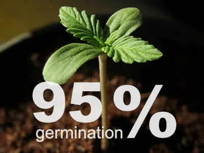 How to Germinate Cannabis Seeds Fast and with a 95% Success Rate!