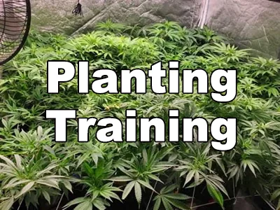 How to Grow Marijuana Indoors