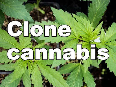 How to clone a cannabis plant